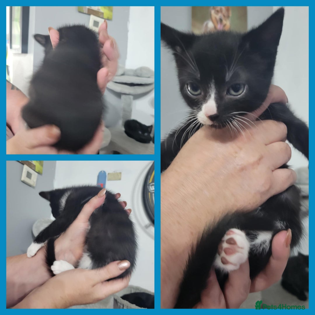 Mixed Breed cats for sale: Mixed breed kittens  - Image 7