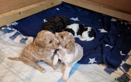 Cavapoo dogs for sale: Stunning Unique cavapoo litter  - Image 10