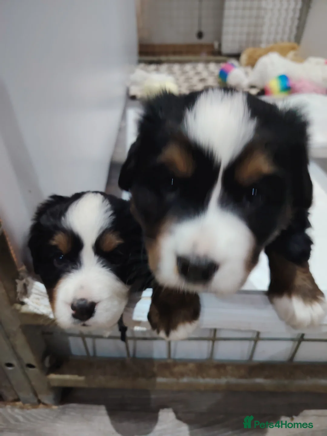 Bernese Mountain Dog dogs for sale: Bernese mountain dog puppies  - Advert 5