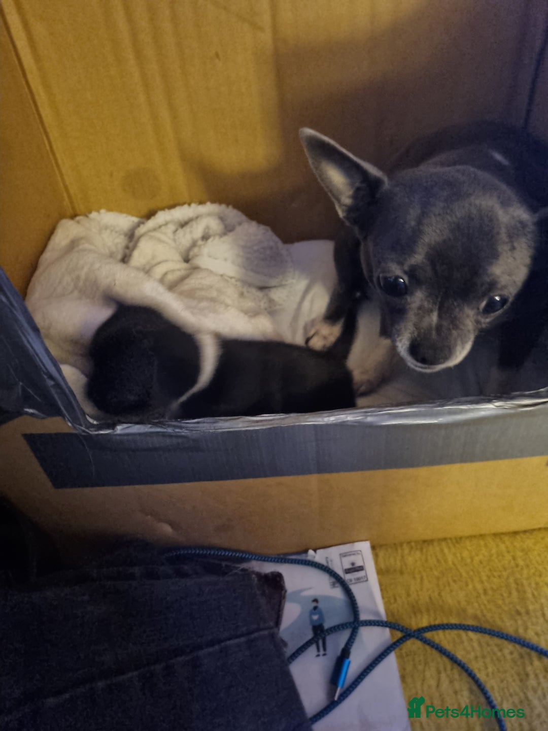 Chihuahua dogs for sale: Female chihuahua  - Image 2