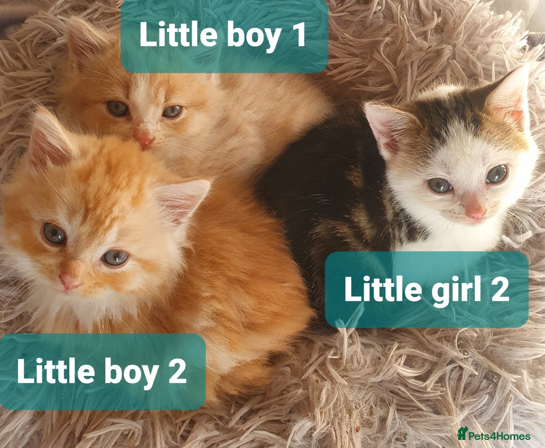 Mixed Breed cats for sale: 2 Fluffy Boys and 3 Gorgeous Girls READY NOW - Image 13