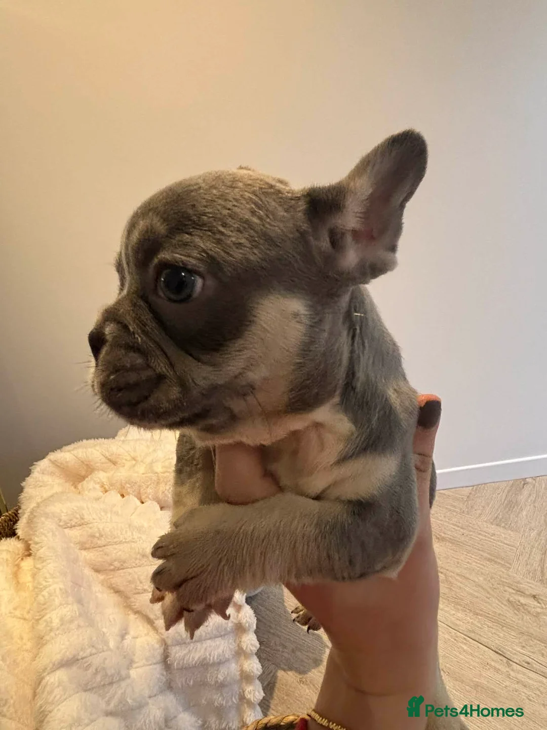 French Bulldog dogs for sale: French bull dog pups - Advert 11