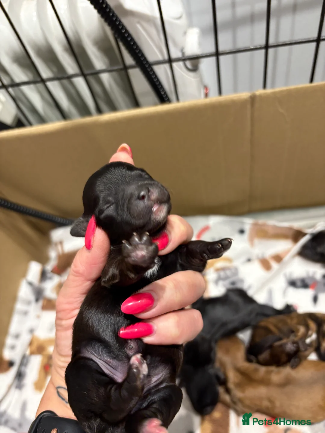 Shihpoo dogs for sale: Shihpoo f1 puppies  🩷🩷 - Advert 33