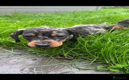 Miniature Dachshund dogs for sale: Beautiful kc registered miniature dachshunds  - Image 27