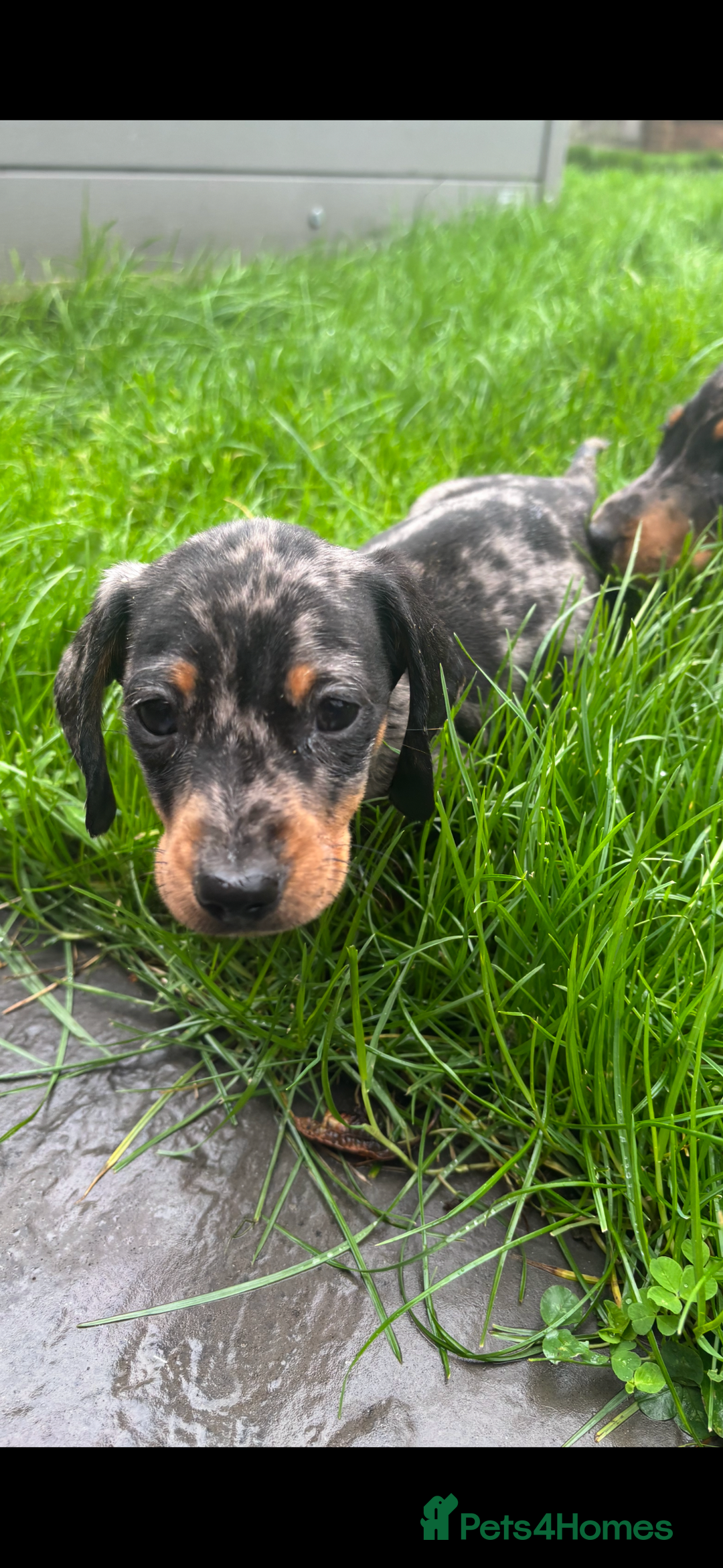 Miniature Dachshund dogs for sale: Beautiful kc registered miniature dachshunds  - Image 27