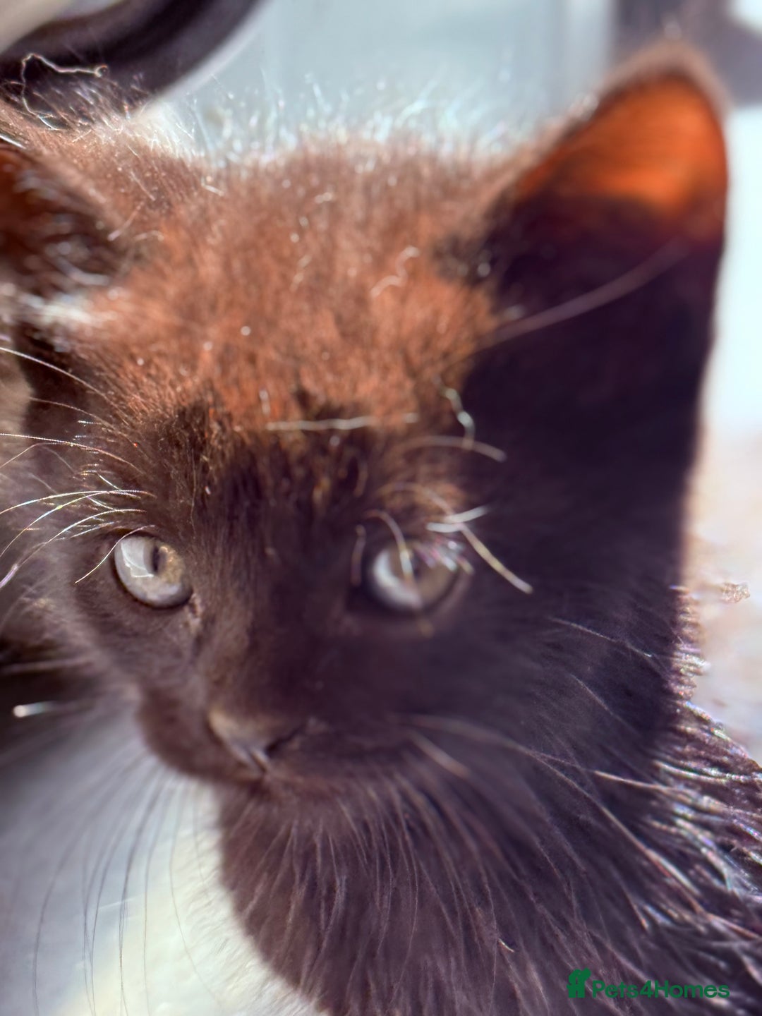 Mixed Breed cats for sale: healthy mixed kittens  - Image 7