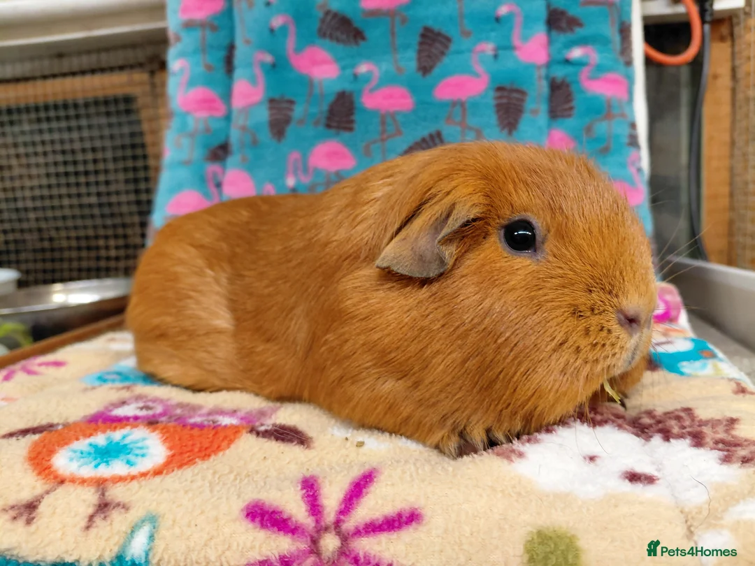 Guinea Pig rodents for sale: Young Adult Retired Sows DE Self Golden & Teddy  - Advert 5
