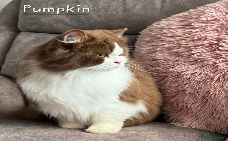 British Shorthair cats - Advert 11