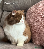 British Shorthair cats - Advert 14
