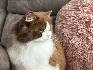 British Shorthair cats - Advert 22