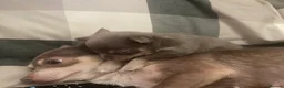 Chihuahua dogs for sale: Long haired chihuahua pup 🐶 - Advert 18