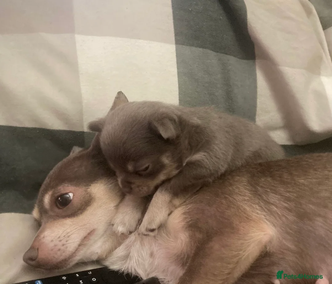 Chihuahua dogs for sale: Long haired chihuahua pup 🐶 - Advert 18
