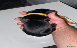 Mixed Breed dogs for sale: corso springer - Image 3