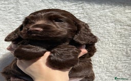 Cocker Spaniel dogs for sale: KC Show Cocker Spaniel boy  ready now - Image 5