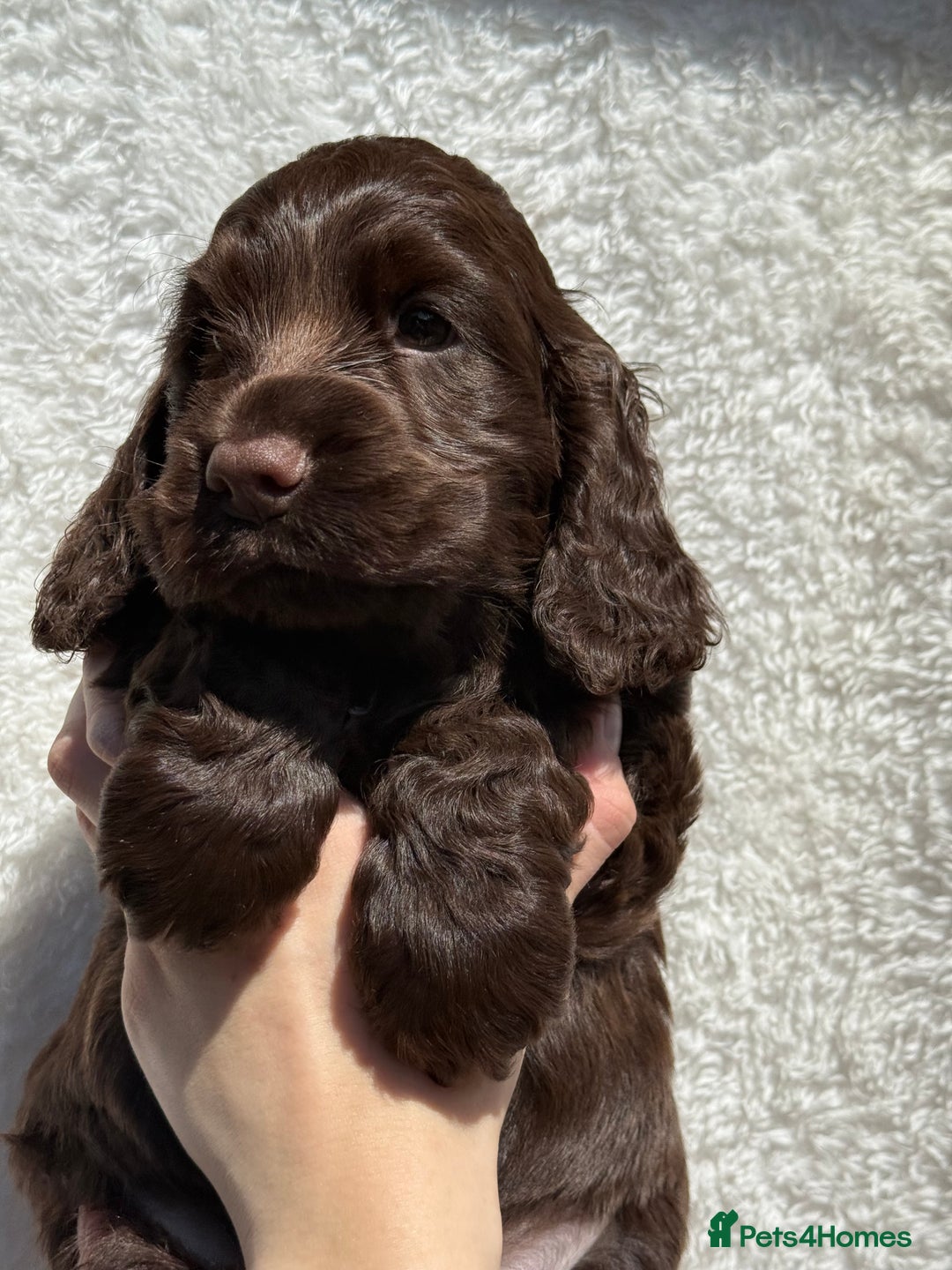 Cocker Spaniel dogs for sale: KC Show Cocker Spaniel boy  ready now - Image 5