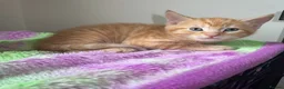 Mixed Breed cats for sale: Beautiful kittens looking for new homes in Basingstoke - Advert 18