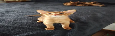 Abyssinian Kitten 4