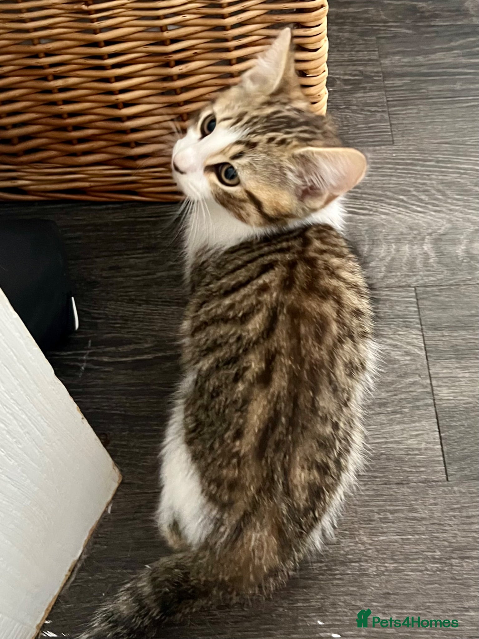Mixed Breed cats Mixed Breed Pedigree Cross Kittens M/F - Advert 2