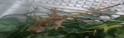 Mixed Breed reptiles for sale: Crested geckos for sale - Advert 4