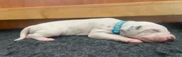 Dalmatian dogs for sale: Exceptional KC Liver Spotted Dalmatian Puppies in Worcester - Advert 7
