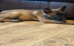 Mixed Breed dogs for sale: one female husky cross malinois  - Image 4
