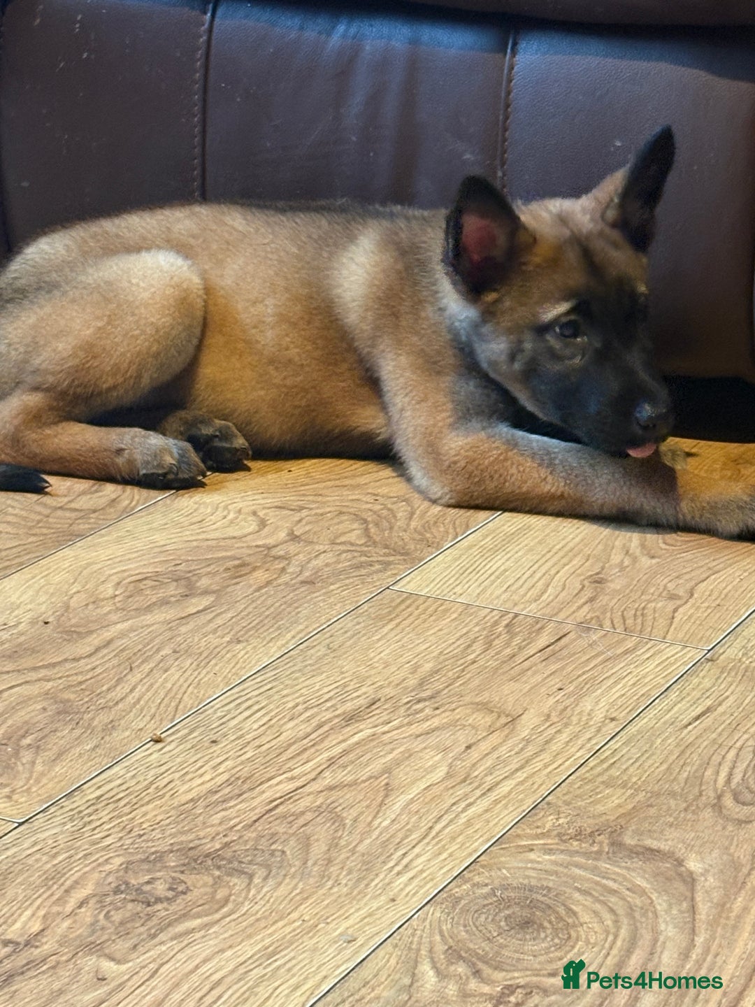 Mixed Breed dogs for sale: one female husky cross malinois  - Image 4