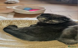 Scottish Fold cats for sale: Scottish Folds  4 Male 1 Female - Image 7