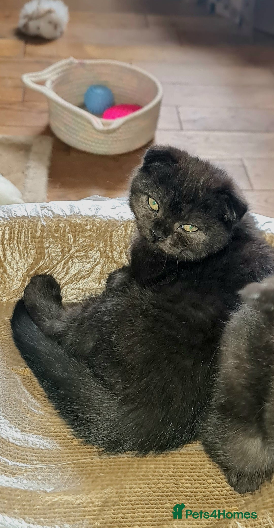 Scottish Fold cats for sale: Scottish Folds  4 Male 1 Female - Image 7