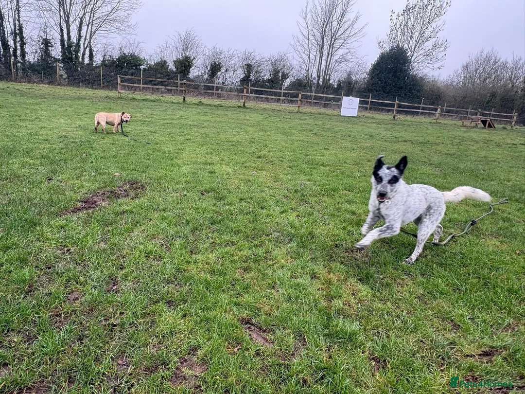 Mixed Breed dogs for adoption: Cessil - Norwich Norfolk  - Advert 5