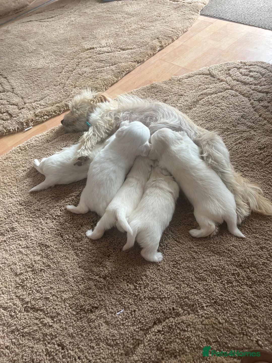 Mixed Breed dogs for sale: Norfolk in Welwyn - Advert 1