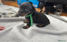 Miniature Dachshund dogs for sale: 5 miniature black & tan smooth haired dachshunds  - Image 9