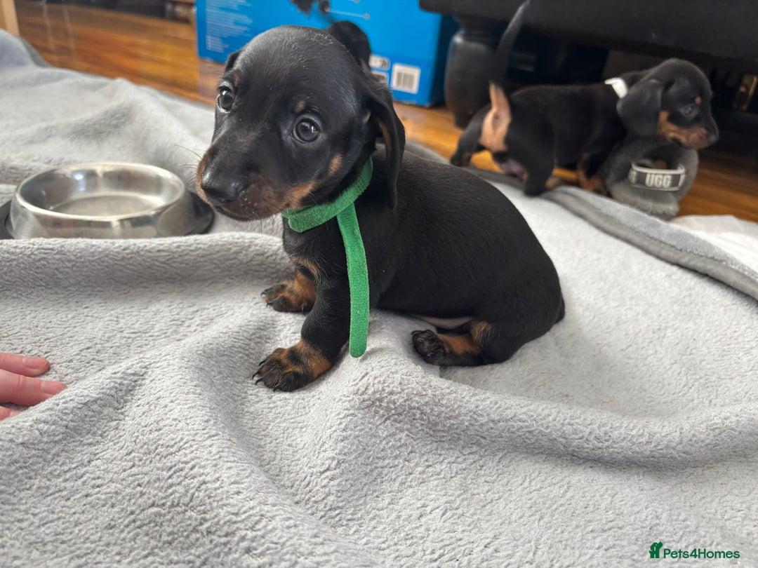 Miniature Dachshund dogs for sale: 5 miniature black & tan smooth haired dachshunds  - Image 9