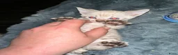 Bengal cats for sale: Silver, Snow Lynx & Brown Rosette Bengals - Advert 36
