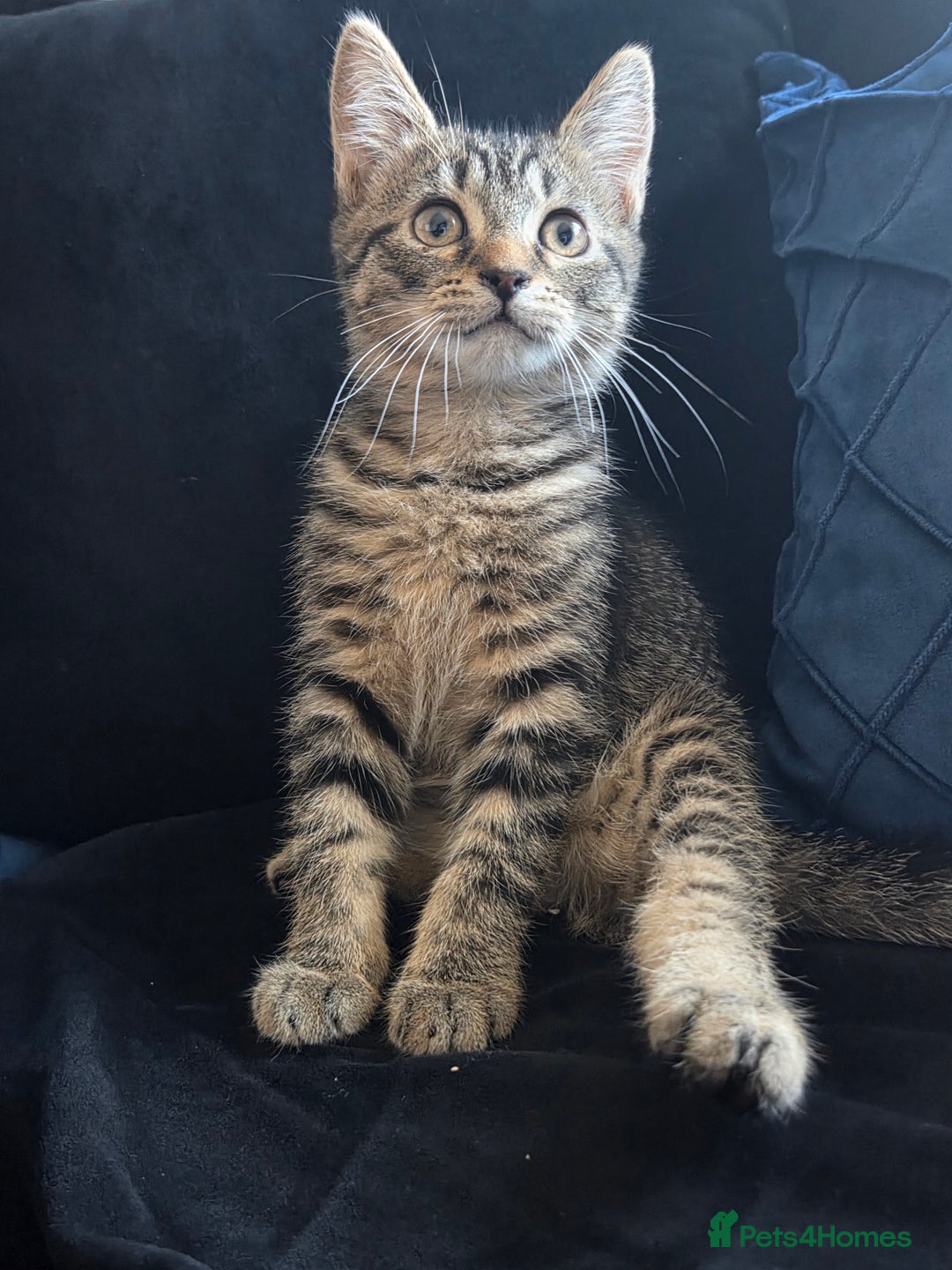 British Longhair cats for sale: Kittens - Image 1