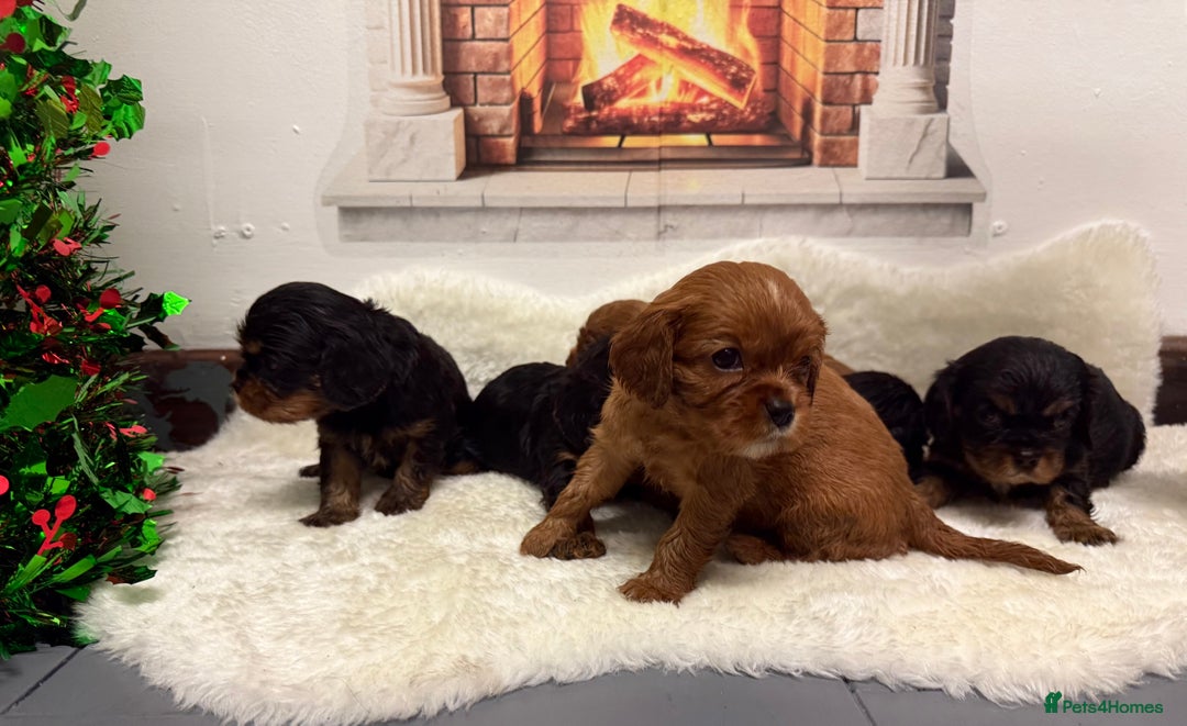 Cavalier King Charles Spaniel dogs for sale: KC King Charles Cavalier Puppies for sale  - Advert 17