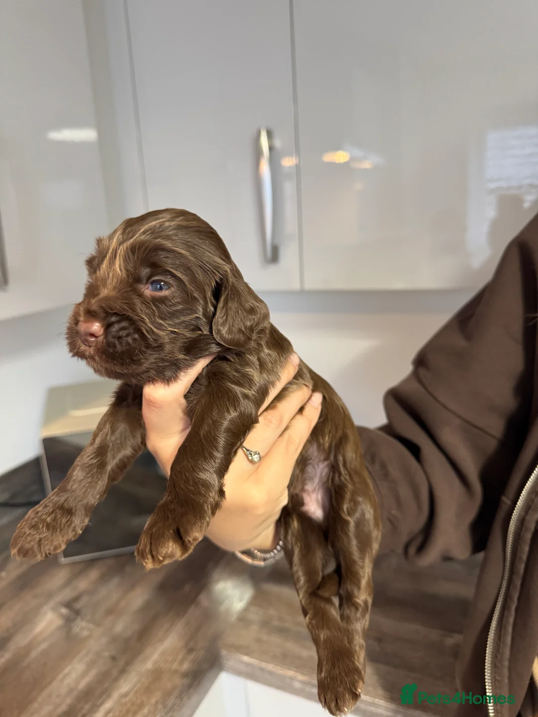 Sproodle dogs for sale: Sproodle Puppies 1 bitch & 5 dogs left - Advert 18