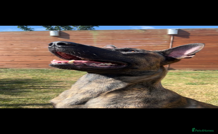 Belgian Shepherd Dog dogs - Advert 1