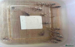 Plecos fish for sale: L236sw Pleco. 1” & 2”-3”  - Image 4
