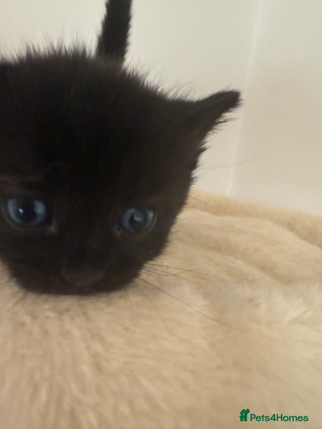 British Shorthair cats for sale: Black magical kittens - Advert 6