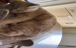 British Longhair cats for sale: X2 7 month old male kittens - Advert 4