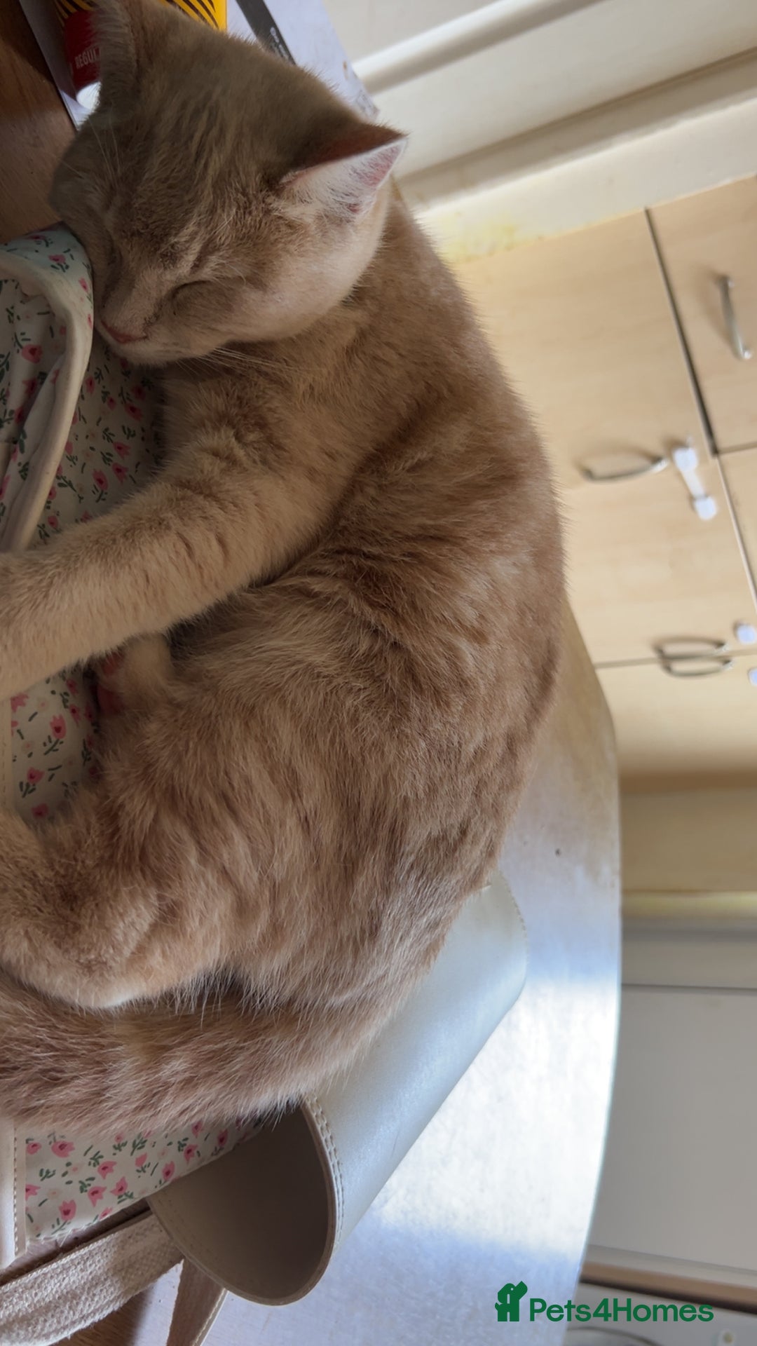 British Longhair cats for sale: X2 7 month old male kittens - Advert 4