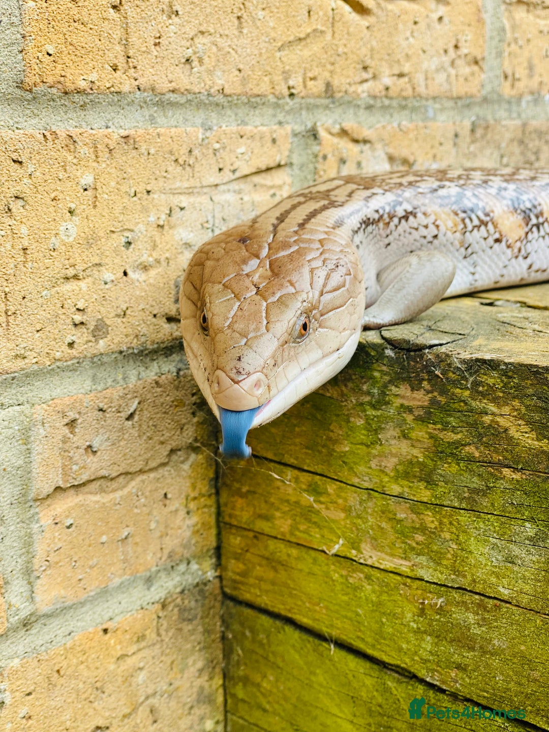 Skink reptiles for sale: Northern Blue Tongue Skink - Image 1