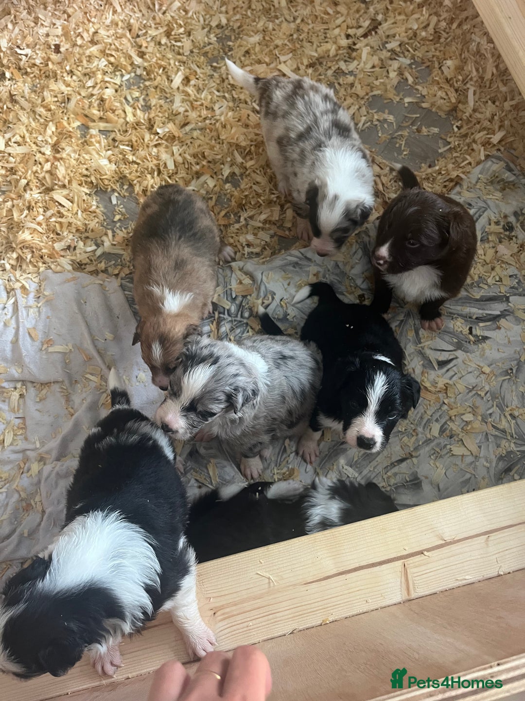 Border Collie dogs for sale: Border Collie pup- Merle, Black, Chocolate, Blonde - Image 26