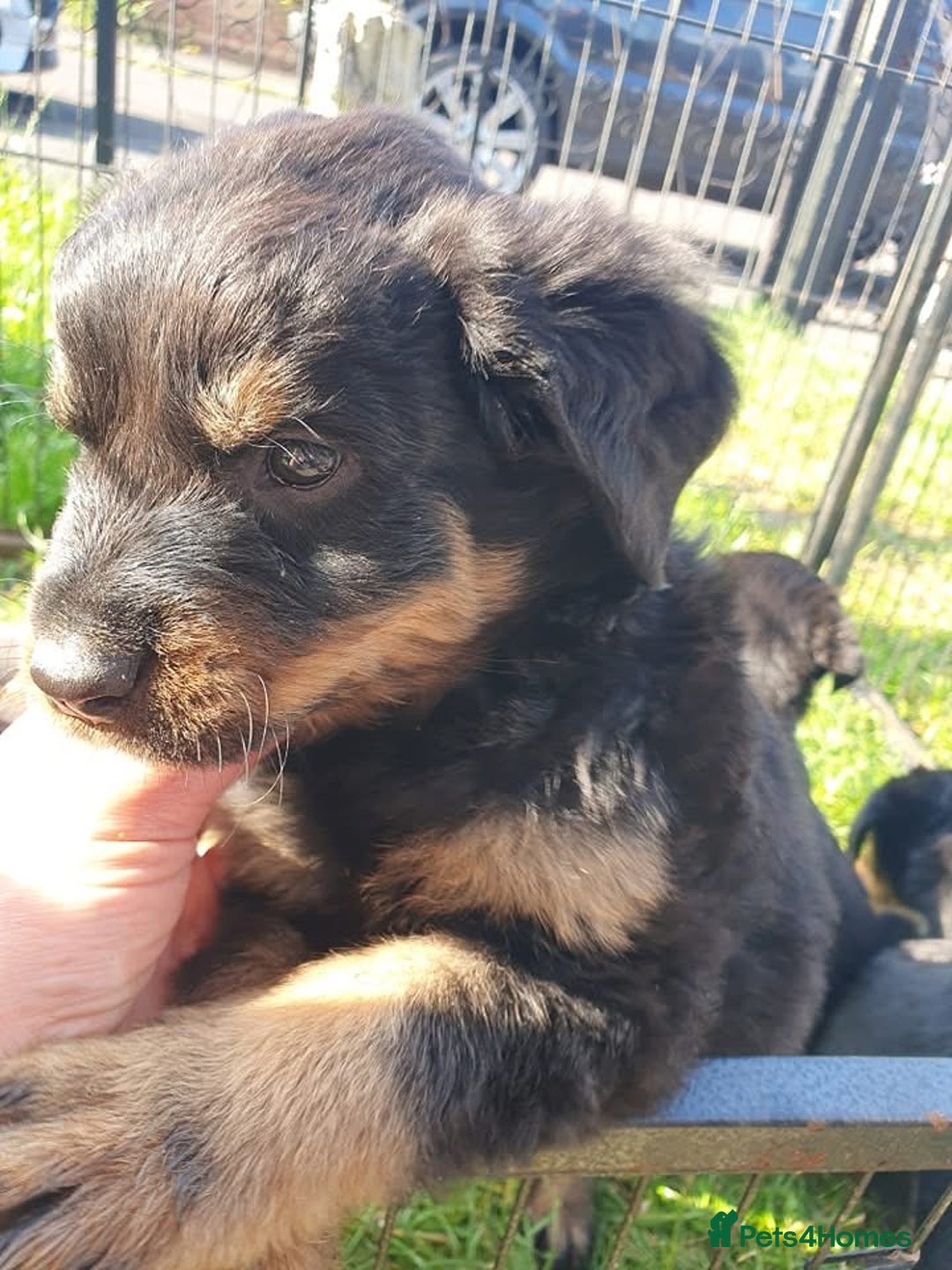 Rottweiler dogs for sale: Loving Rottweiler Puppies for Forever Homes - Advert 7