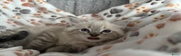 Ragdoll cats for sale: Gorgeous ragdoll kittens  - Advert 27