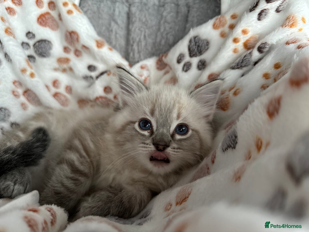 Ragdoll cats for sale: Gorgeous ragdoll kittens  - Advert 27