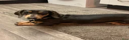 Dachshund dogs for sale: 7 beautiful dachshund puppies  - Advert 2