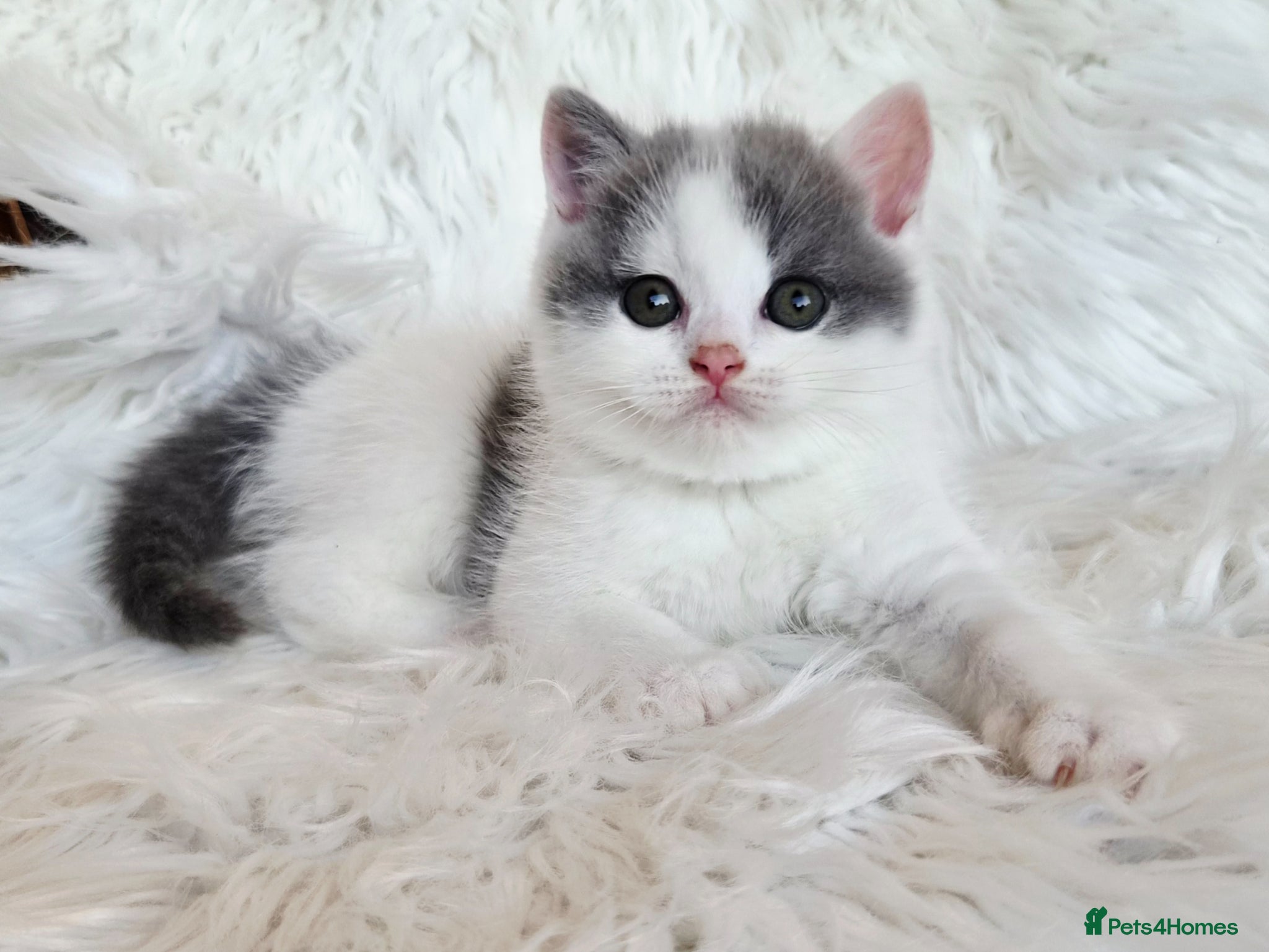 British Shorthair cats Stunning British shorthair kittens  - Advert 4