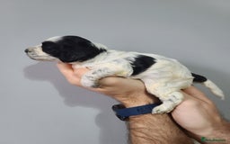 Cockapoo dogs for sale: F1 Cockapoos, Parti Roan. DNA HEALTH TESTED - Image 19