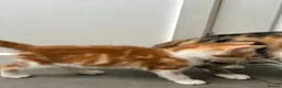 Mixed Breed cats for sale: Two gorgeous boy kittens ready to leave  - Advert 15